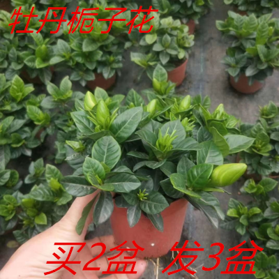 牡丹栀子花苗绿植小叶四季开花枝子花树苗阳台室内盆栽花卉植物