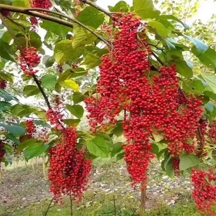 油桐子树苗桐树种子大型乔木庭院绿植花卉油桐树种子
