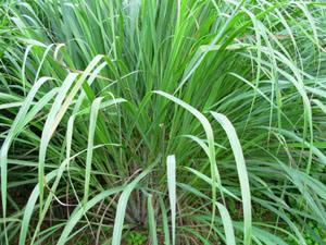 新鲜香茅草苗柠檬草种苗食用盆栽泰国柠檬草香茅草种苗