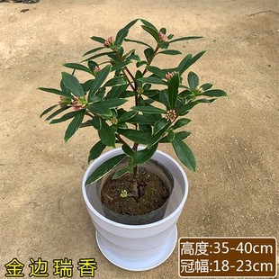 金边瑞香常绿植物盆栽大小树苗开花香浓郁净化空气办公室桌面阳台