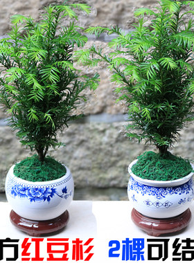 红豆杉树苗室内植物盆栽花卉绿植