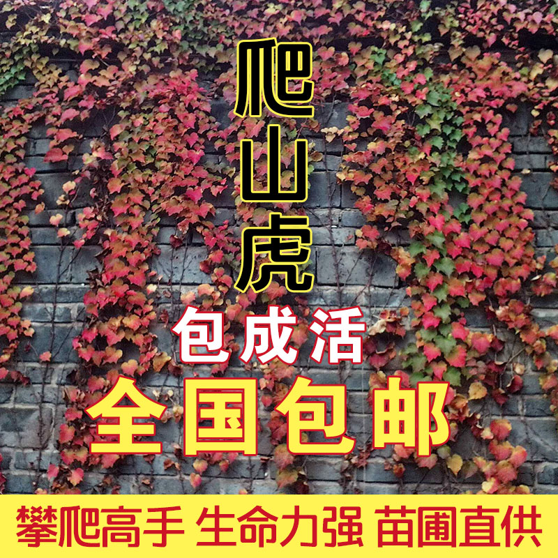 三叶爬山虎大苗植物庭院