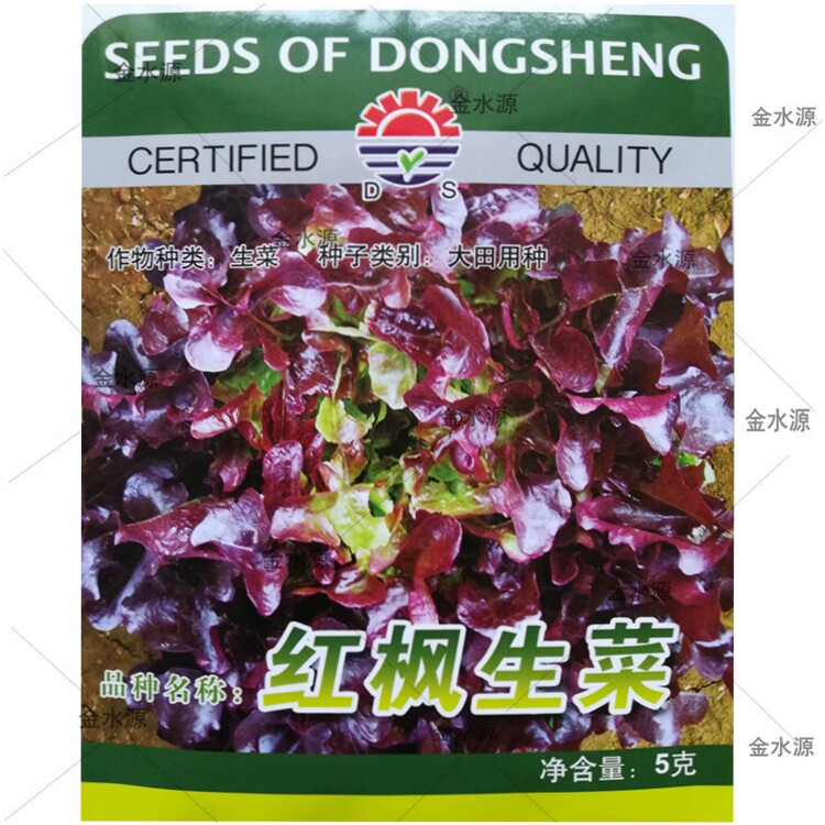 红枫生菜种子紫色橡叶春秋