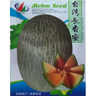 台湾长香蜜网纹甜瓜种籽橙肉哈密瓜长椭圆灰绿皮春秋播蔬果种子
