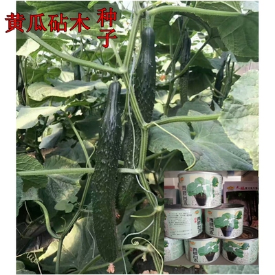 嫁接白南瓜井田台木种子四季