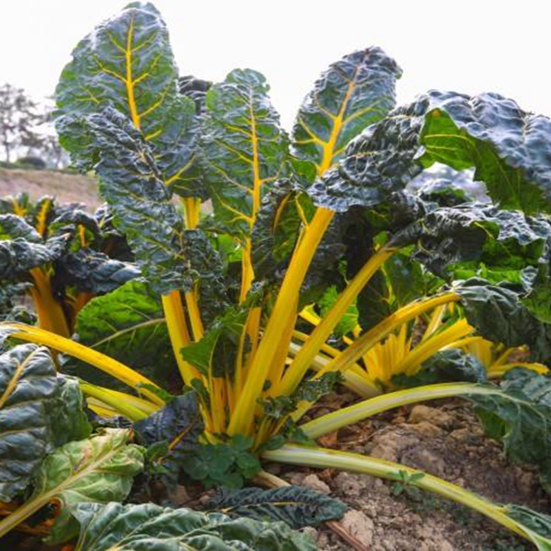 金叶甜菜叶用黄甜菜种子春秋种植阳台盆栽露地观赏食用特色蔬菜