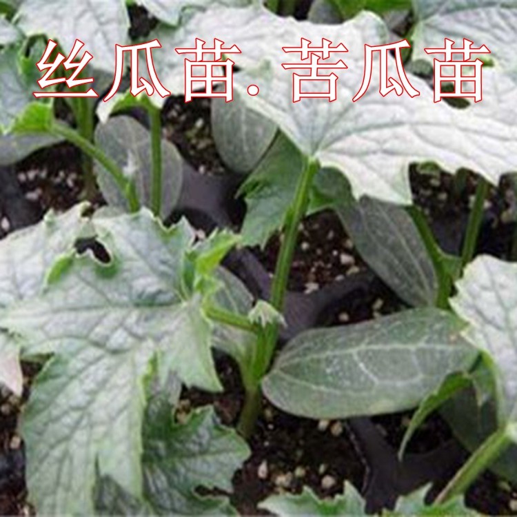 肉丝瓜苗苦瓜贝贝南瓜秋葵苗子种子大田露天菜园春秋种植盆栽蔬菜