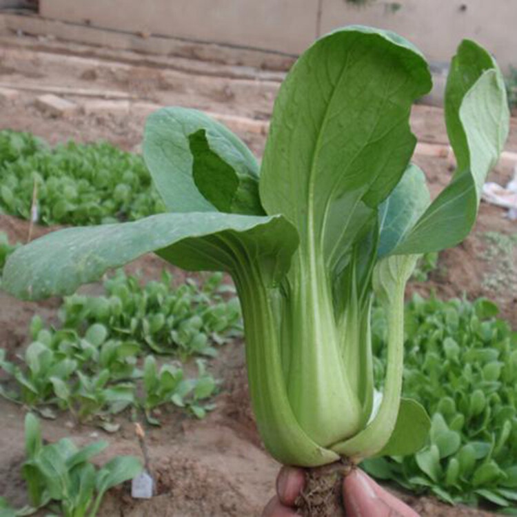 上海青油菜种小油菜叶色嫩绿叶柄淡绿春秋露地盆栽阳台种植蔬菜