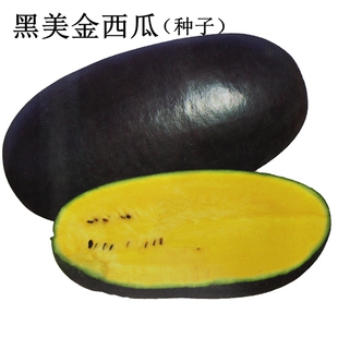 黑美金西瓜种子黑皮黄肉西瓜籽特色礼品西瓜黄壤黑美人西瓜