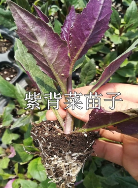 紫背菜苗天葵蔬菜种子 观音菜苗血皮菜苗 菜蔬菜苗春盆栽露天