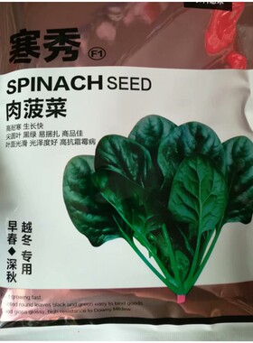 寒秀肉菠菜种子深秋越冬早春