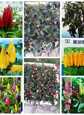 盆栽蔬菜辣椒种子朝天椒红朝天椒红辣妹子小尖椒黑色辣椒线椒观赏