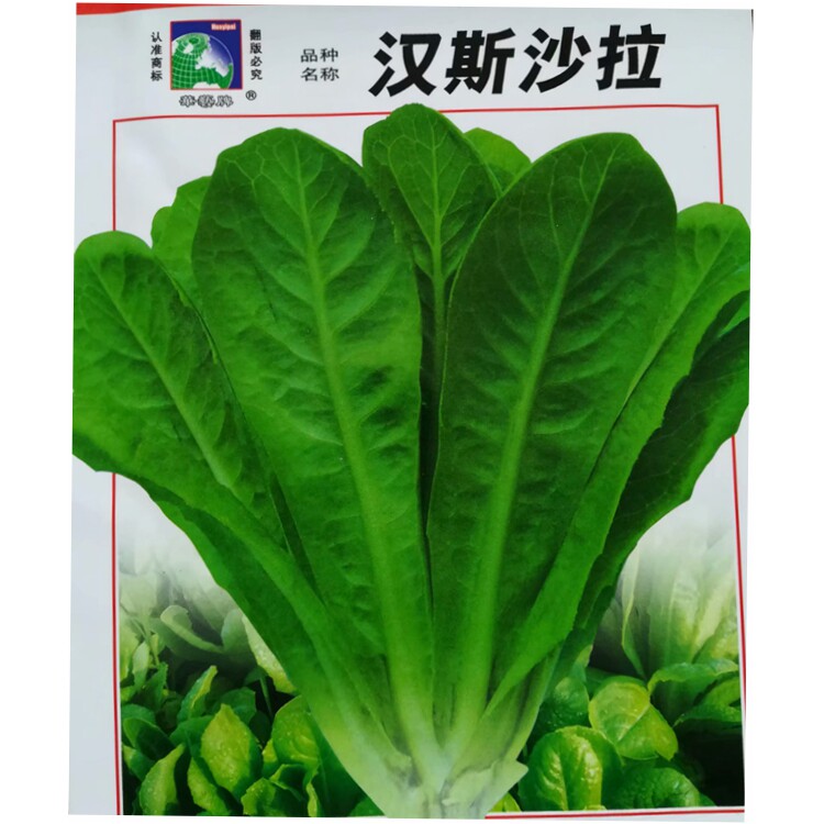 汉斯沙拉生菜种子直立速生蔬菜种子盆栽菜园种植蔬菜生食做沙拉