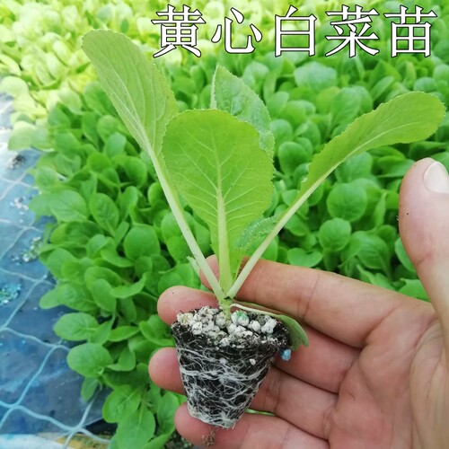 白菜苗大田露天春秋单株2.5公斤