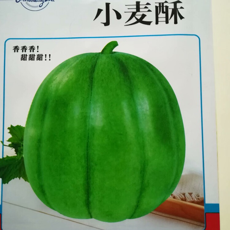 小麦酥甜瓜香瓜种子春秋种植早熟糖度高果皮翠绿果肉青绿露地蔬果