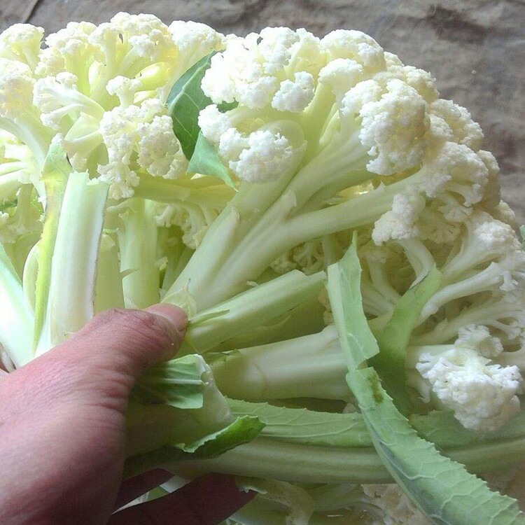 迎客松75松花菜种子傲松75青梗散花菜春秋播菜花种子大面积种植