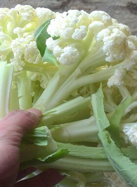 菜花大面积松花菜种子