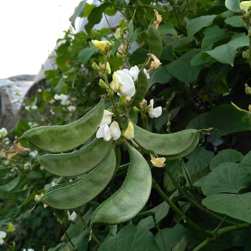 早熟老品种大面积青扁豆