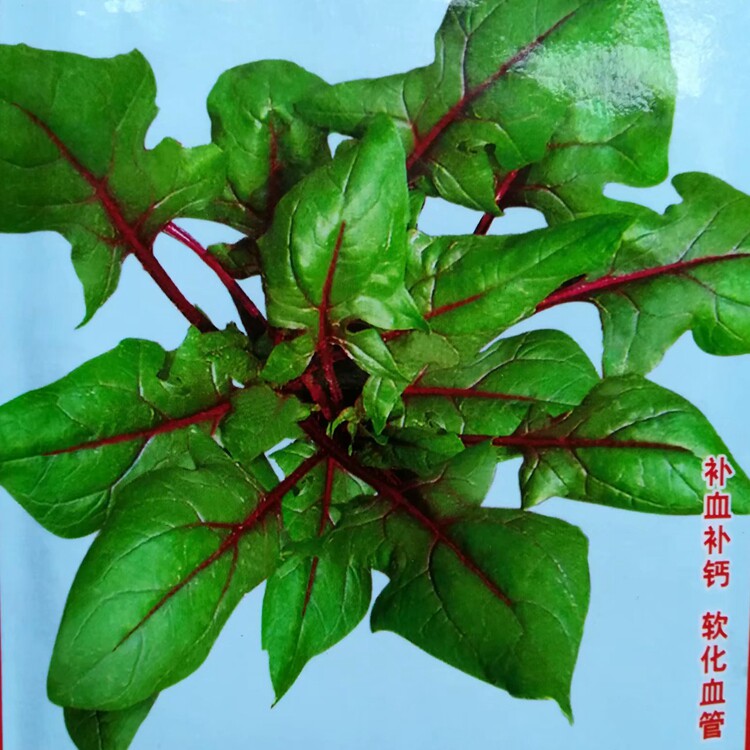 丹麦红莲草种子维生素含量高耐热早熟生长快四季蔬菜种子