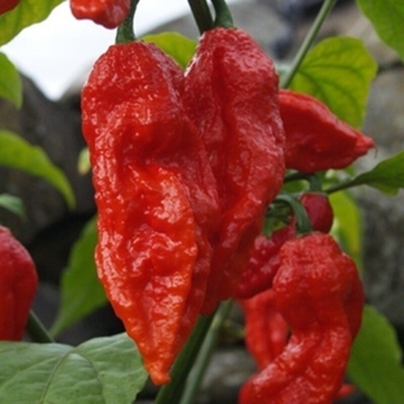 印度鬼椒种子阳台盆栽观赏食用小辣椒晚熟抗病长势强辣味强