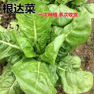 根达菜种子绿叶甜菜种子君达菜牛皮菜种子农家四季菜种子高产