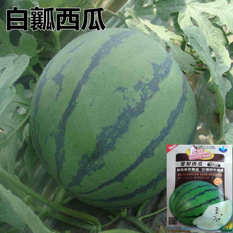 雪梨西瓜种子中型礼品西瓜肉色洁白含糖12度单果5-8公斤早熟西瓜