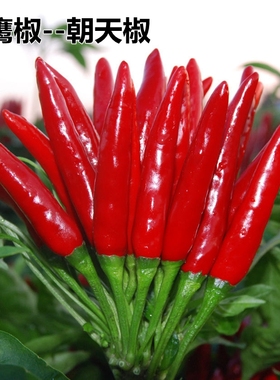 朝天椒种子指天椒天鹰椒红色小米椒阳台菜园盆栽蔬菜春播黄朝天椒