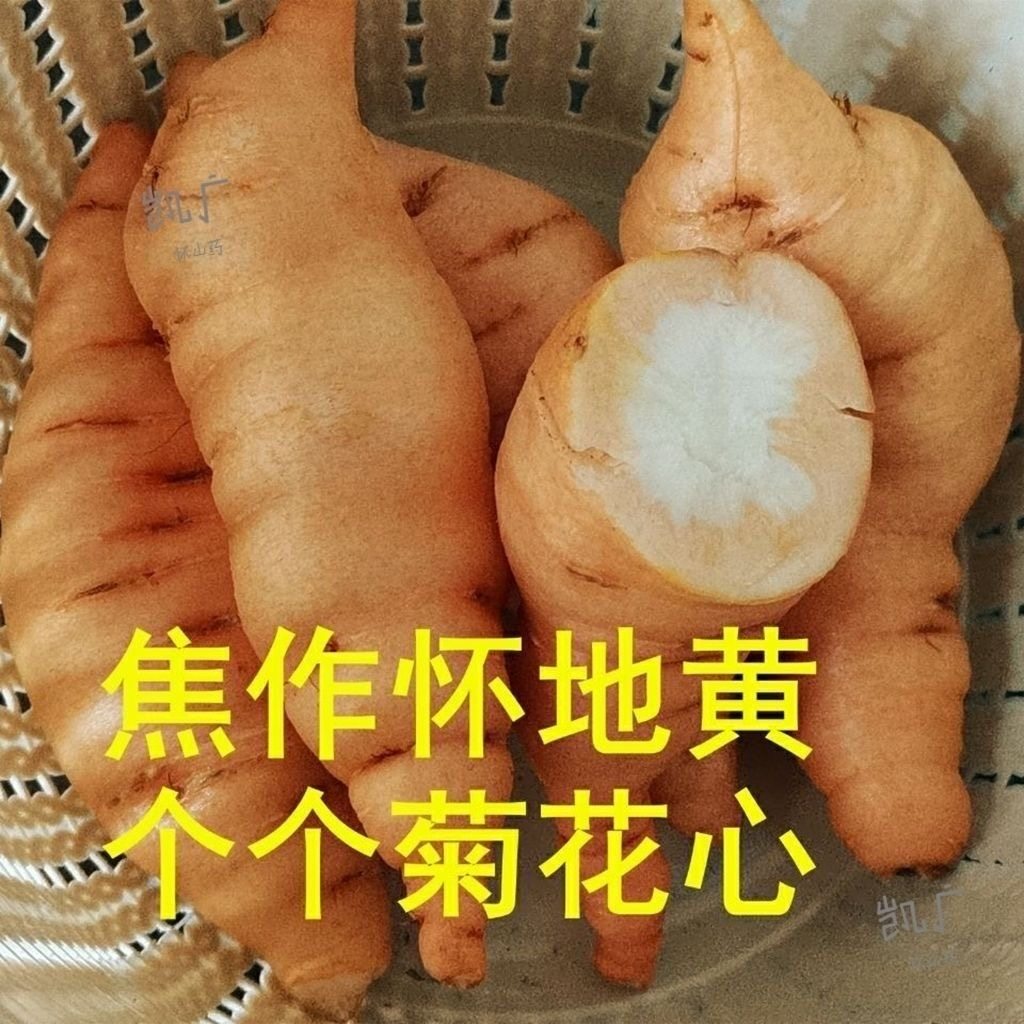 河南焦作正宗怀鲜地黄新鲜生地黄种子现挖现发特产中药材500克