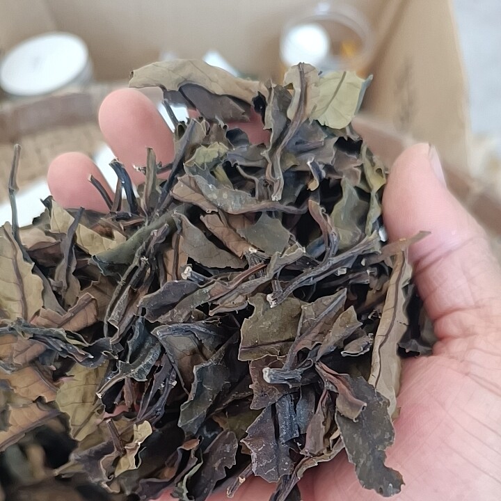 2026款广西大新大叶苦丁茶晒代用/花草茶