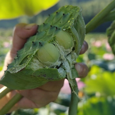 许氏醇品建宁莲子建莲去芯干货粉糯福建农家特产