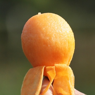 许氏醇品枇杷鲜果当季时令水果现摘现卖漳州云霄特产包邮坏果包赔