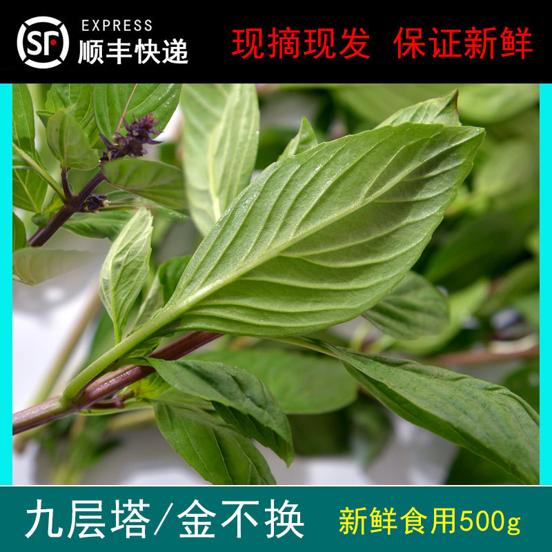 九层塔新鲜食用金不换泰国餐厅美食料理泰餐原料香草蔬菜调料500g