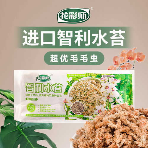 智利水苔150g进口 花彩师毛毛虫无菌干苔藓兰花 扦插育气生根热植