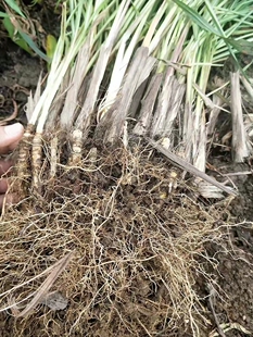 新鲜香茅草苗 柠檬草种苗盆栽 泰国冬阴功香茅苗绿色植物绿植花卉