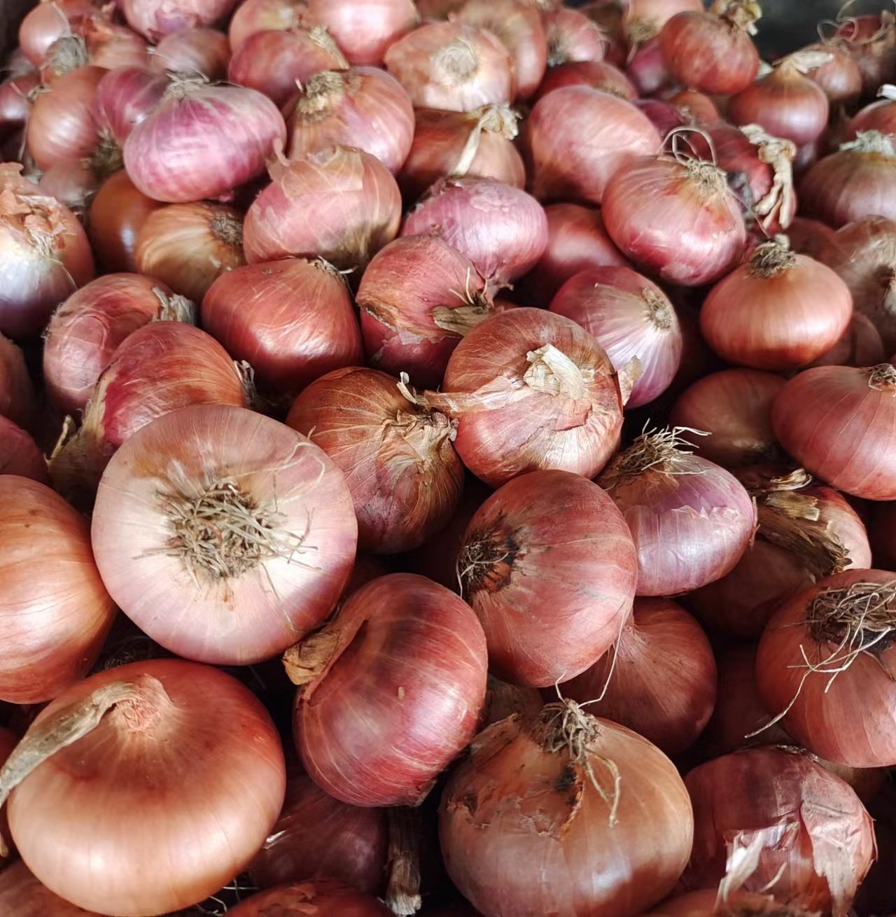 包邮新鲜蔬菜 小洋葱 洋葱头红皮紫皮圆葱西餐烧烤多买有优惠