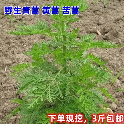 野生青蒿新鲜现挖发货3斤包邮苦蒿黄蒿草臭蒿子泡澡野菜