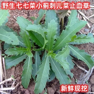 新鲜野菜大蓟小蓟刺菜止血草3斤包邮七七菜小刺菜带根七七牙现挖