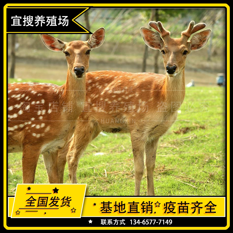 纯种鹿活苗小鹿幼体养殖梅花鹿幼崽活物的观赏展览类动物养殖