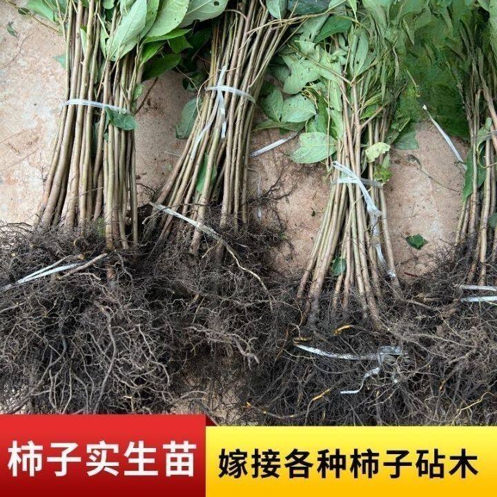 柿子实生苗砧木批发正品原生柿子苗直生苗野生柿子苗南北方种植