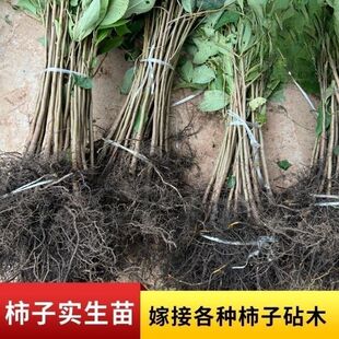 柿子实生苗砧木批发正品原生柿子苗直生苗野生柿子苗南北方种植