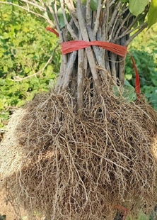 水杨桃实生苗扦插水杨桃砧木抗旱抗涝猕猴桃实生苗南北方种植特大