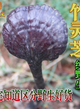 孚安玺-野生竹灵芝 小红灵芝赤芝类长颈灵芝野生深山林芝整枝灵芝