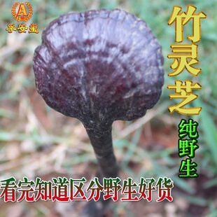 孚安玺 小红灵芝赤芝类长颈灵芝野生深山林芝整枝灵芝 野生竹灵芝