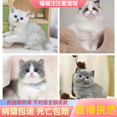 纯种宠物猫蓝白猫咪布偶幼崽银渐层蓝猫活体幼猫金渐层英国短毛猫