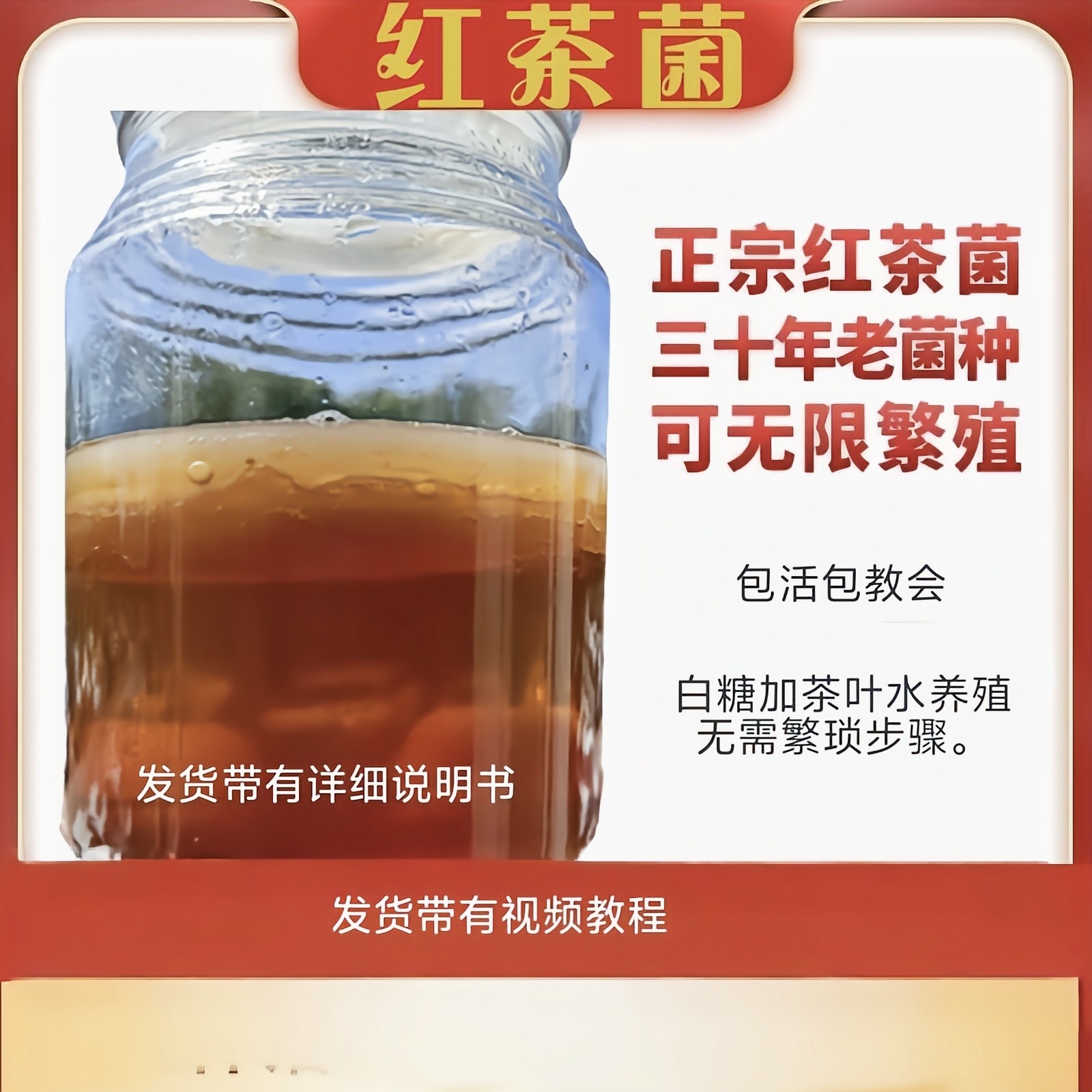 正宗红茶菌菌种传统原瓶俗称老胃宝海宝菌母菌种醋蛾子康普茶
