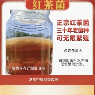 正宗红茶菌菌种传统原瓶俗称老胃宝海宝菌母菌种醋蛾子康普茶