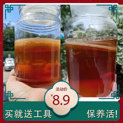 胃宝包活特价正宗红茶菌菌种老胃宝养胃护胃海宝菌母菌种醋蛾子