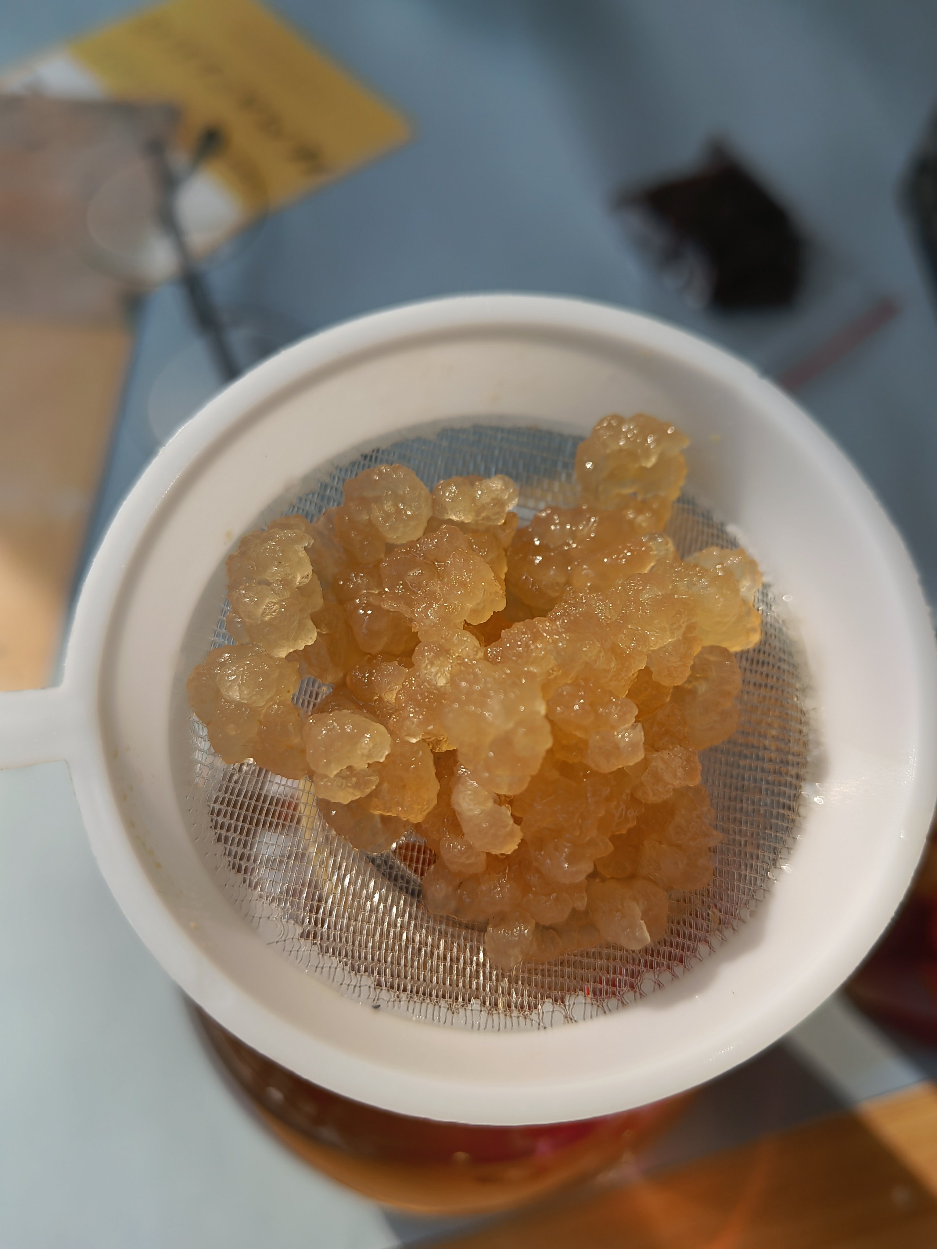 特级太阳菌缇比水晶菌红糖菌雪莲菌水开菲尔Water Kefir Tibicos