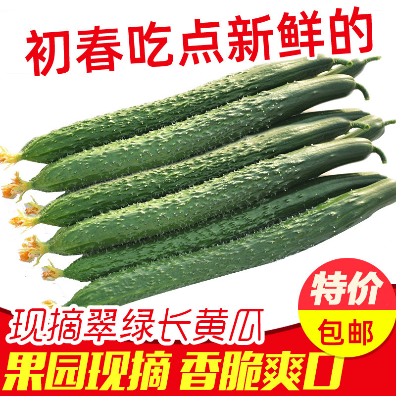 自家种植黄瓜现摘现发产地直达