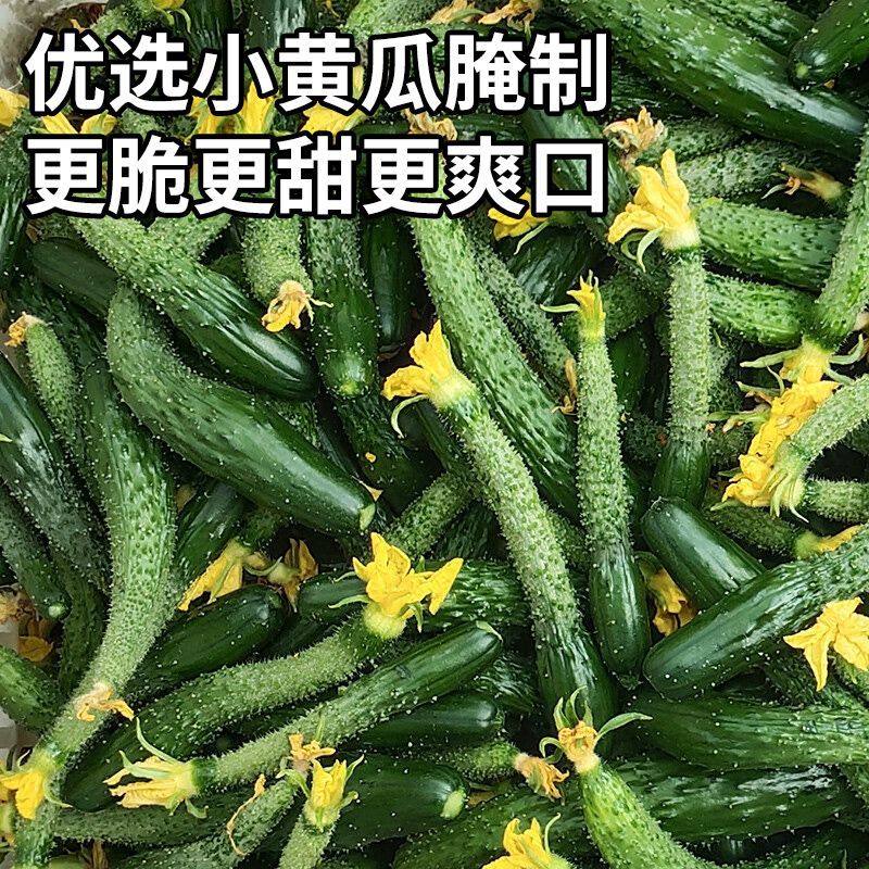 小黄瓜带刺新鲜黄瓜扭山东农家